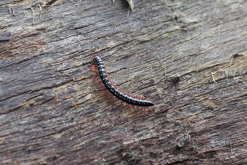 Millipede