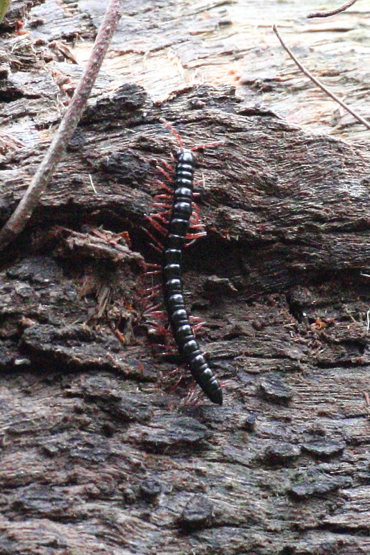 image from Portuguese millipede