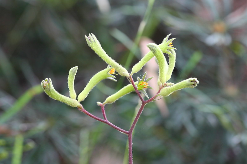 image from Kangaroo Paw