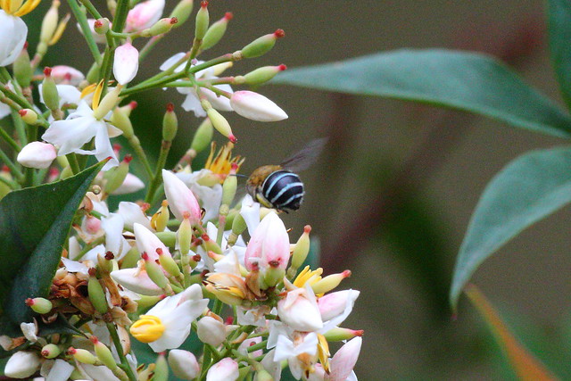 image from Blue Banded Bee