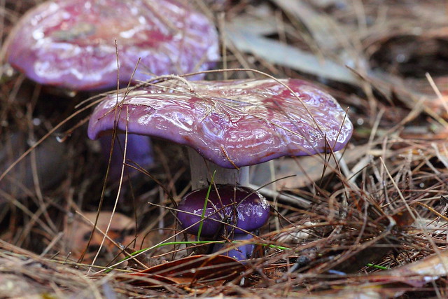 image from Slimy Purple Mushrooms