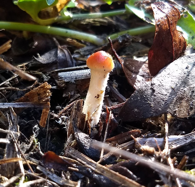 image from Slug eating a mushroom